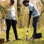 African american women digging holes with a shovel and planting tree to help with reforestation and conservation project. Team of activists increasing vegetation in the woods.
