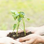 crop-hands-with-sprouts